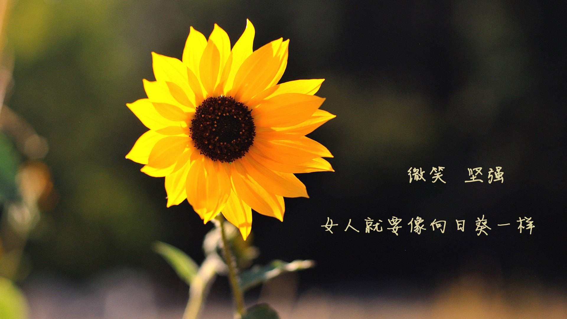 赛道上的坚石，斯通斯关键战不手软，F1新赛季揭幕战之夜